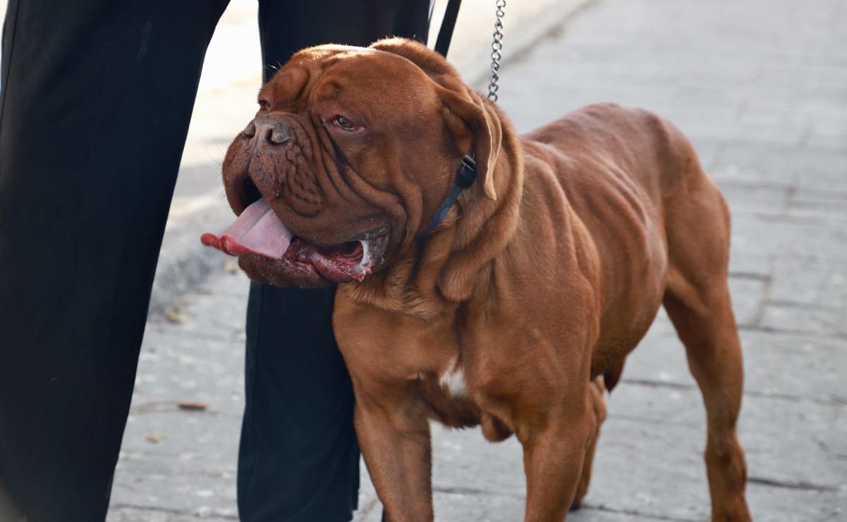 Regresará a San Luis Potosí el Festival para perritos Dog Friendly. Foto: Especial