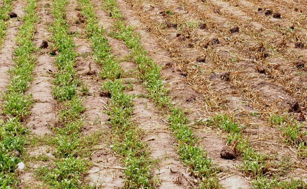 Pese a tromba, sequía es grave en el Altiplano potosino: SEDARH