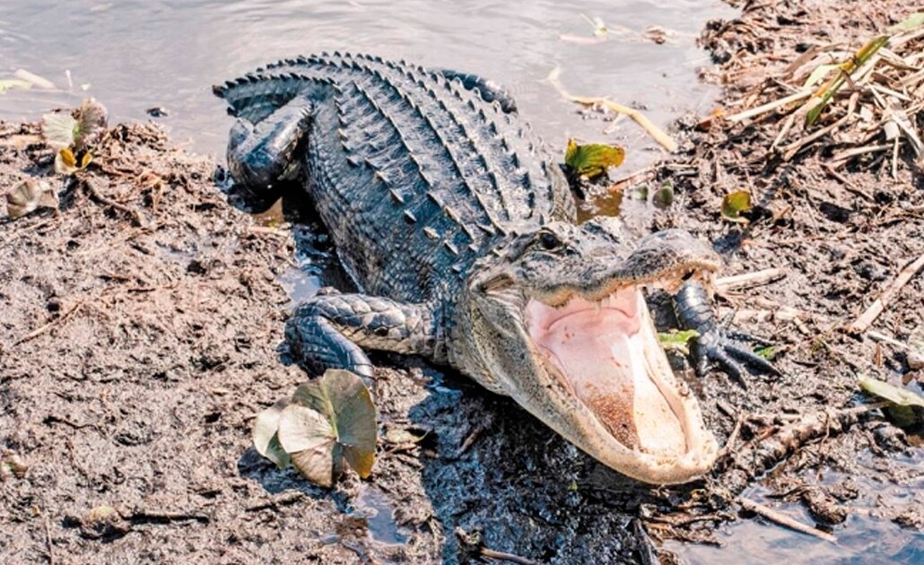 Tirar drogas en retrete puede crear "caimanes adictos", advierte Policía de EU