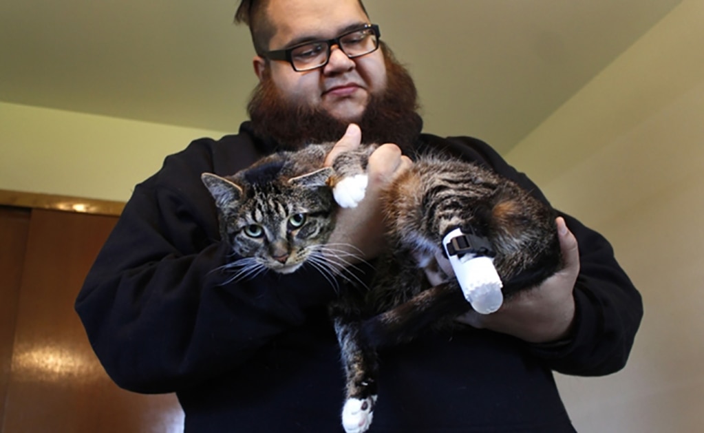 Estudiantes crean prótesis 3D para gato que fue amputado en EU