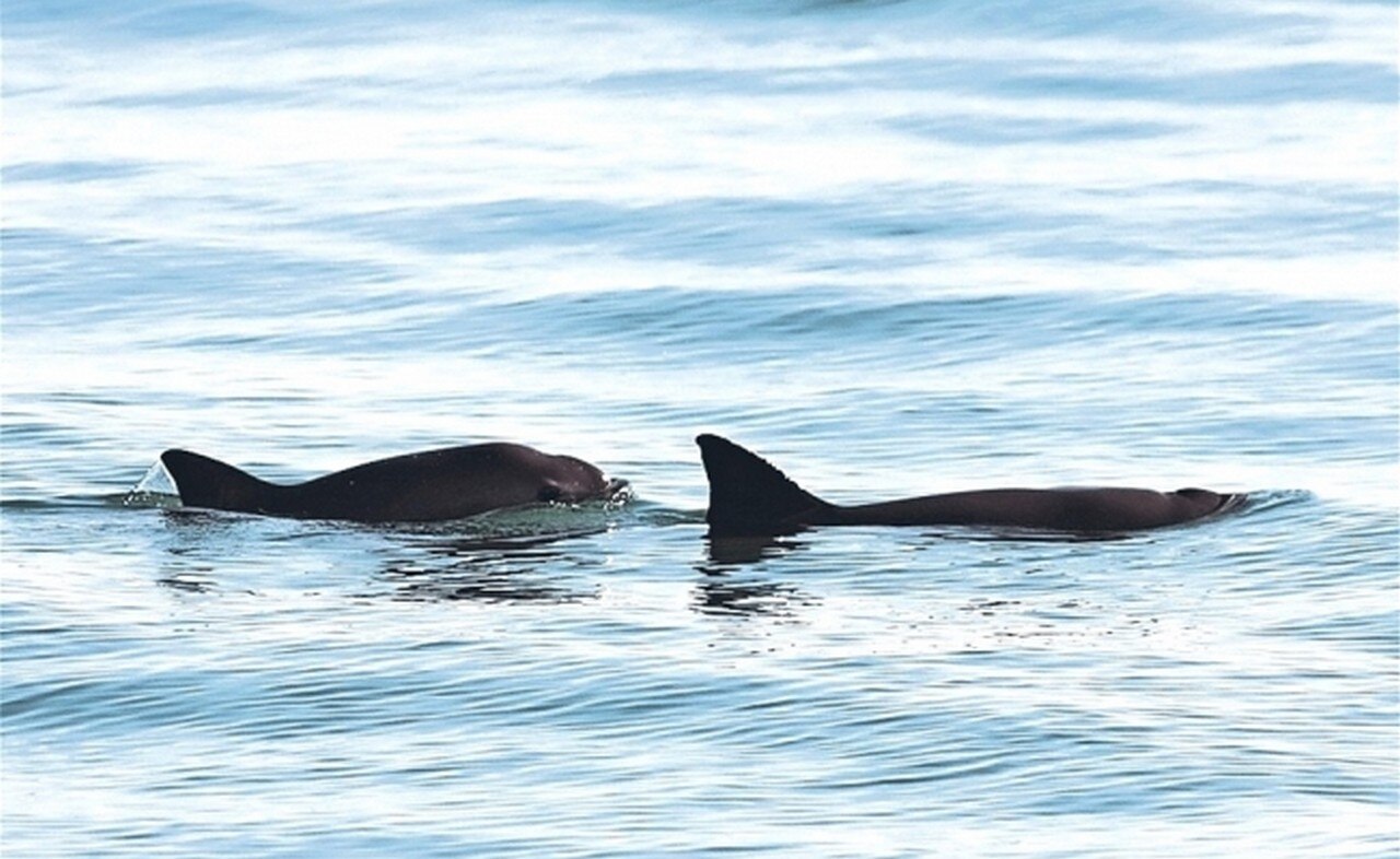  Solo quedan 22 vaquitas marinas en todo el mundo
