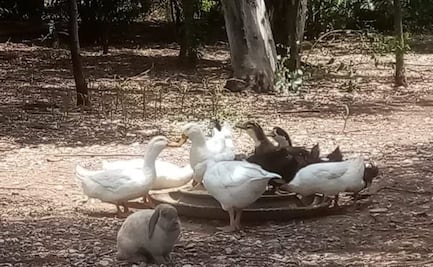Villa Cuack, un espacio temático para la protección de patos en Parque de Morales