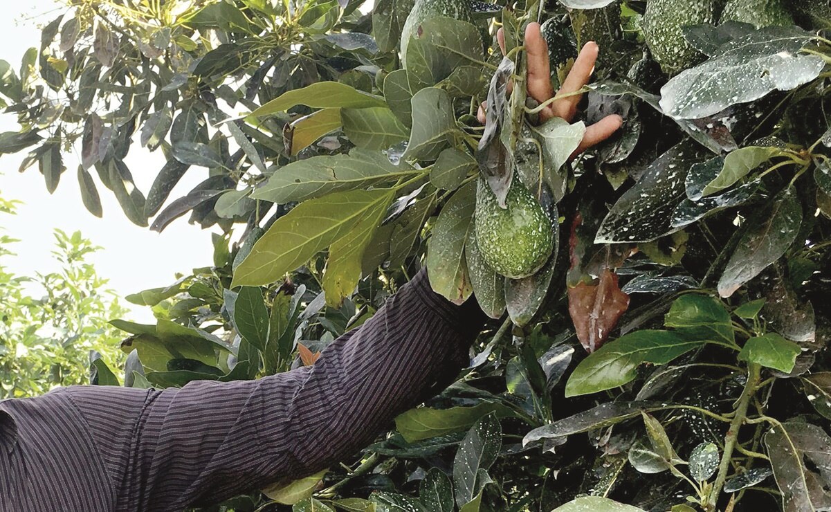Así ayuda el aguacate a combatir la obesidad