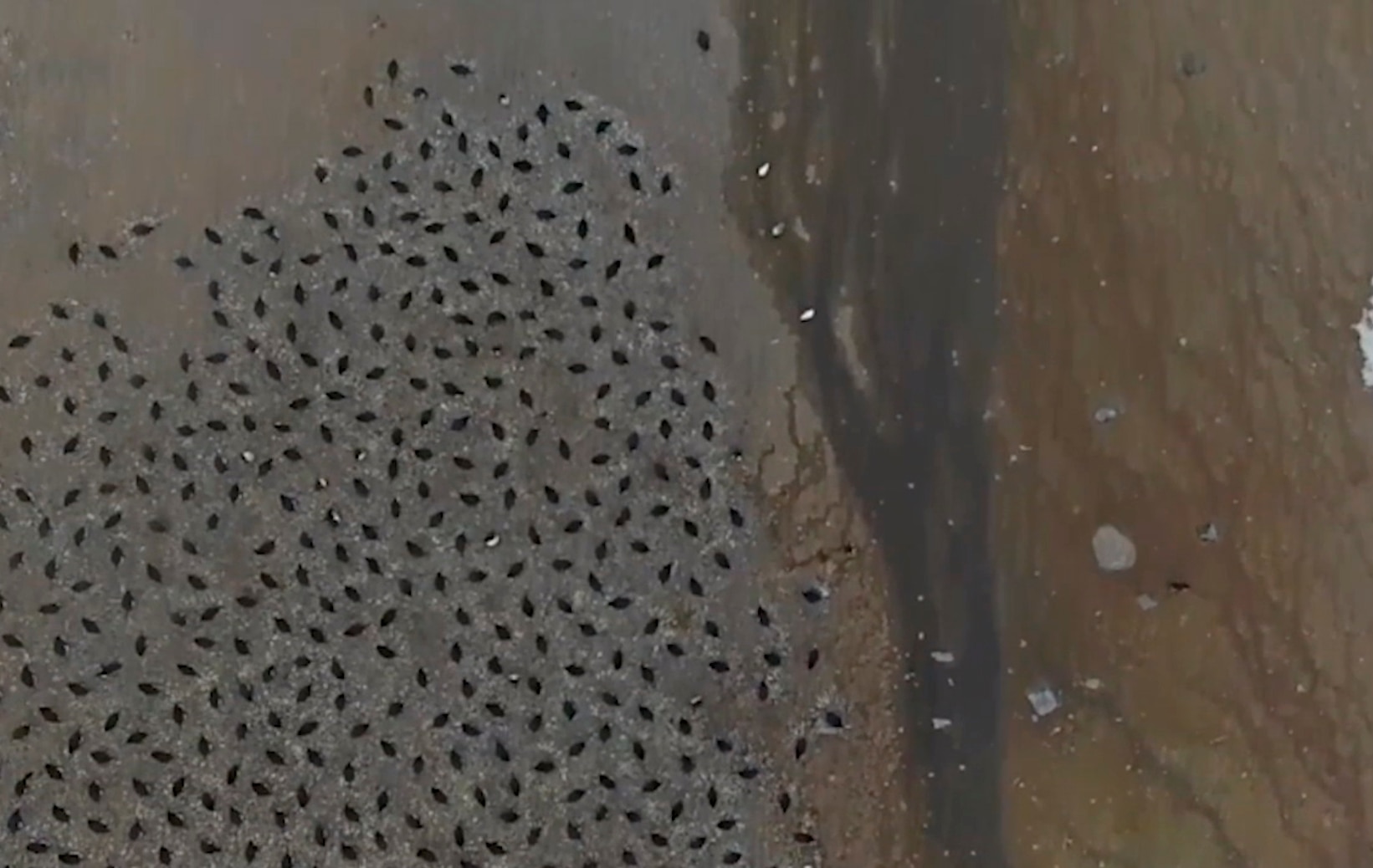 Descubren millón y medio de pingüinos en la Antártida