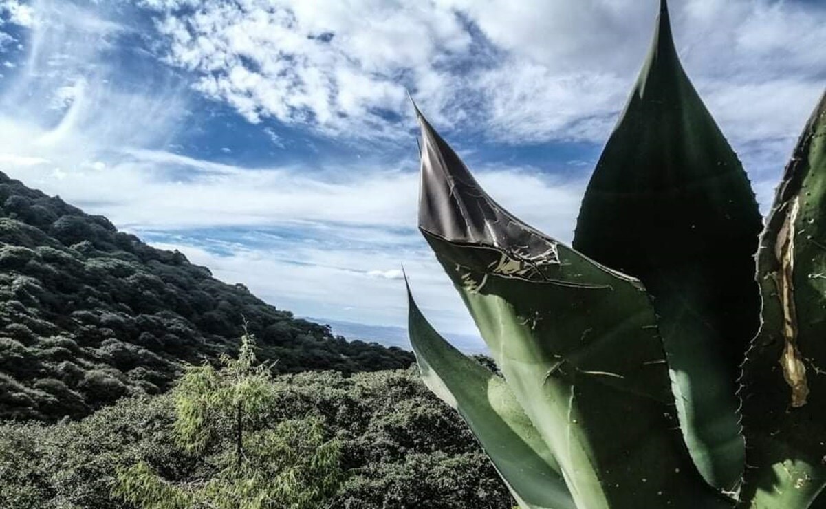 Mexquitic y capital de SLP alistan festival para celebrar el Día Nacional de Pulque