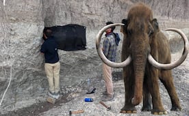Encuentran restos de Mamut en comunidad del municipio de Cerritos