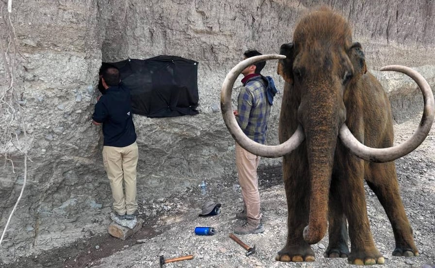 Encuentran restos de Mamut en comunidad del municipio de Cerritos