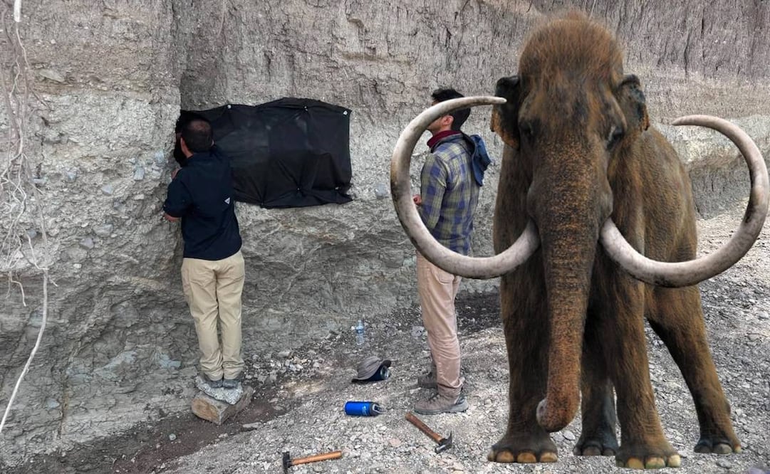 Los restos del mamut podían ser llevados a la capital de San Luis Potosí. Foto: Especial