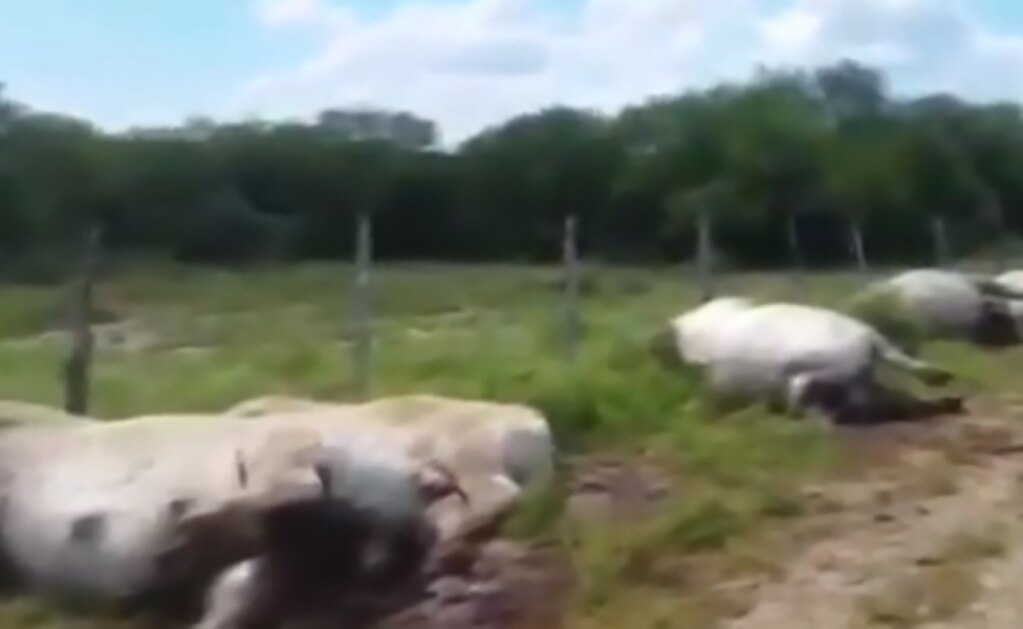 Rayo mata a 13 vacas en Nuevo León
