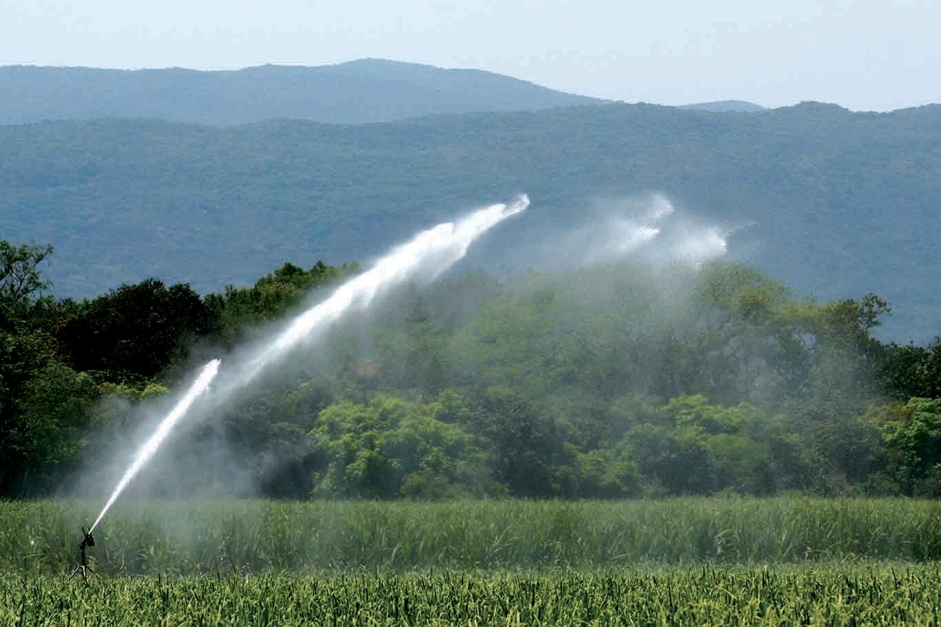 SLP cuenta con un mil 991 hectáreas de agricultura protegida: Sedarh