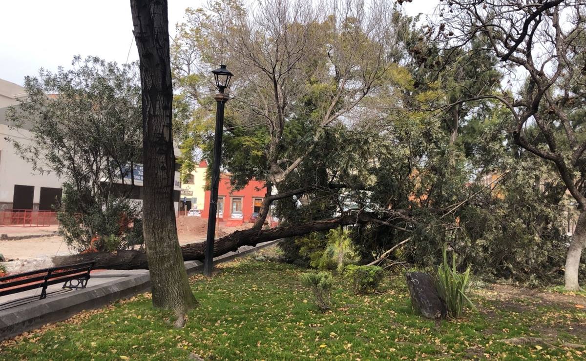 Suman 45 árboles caídos por fuertes ráfagas de viento en SLP; reportan daños en autos y una vivienda