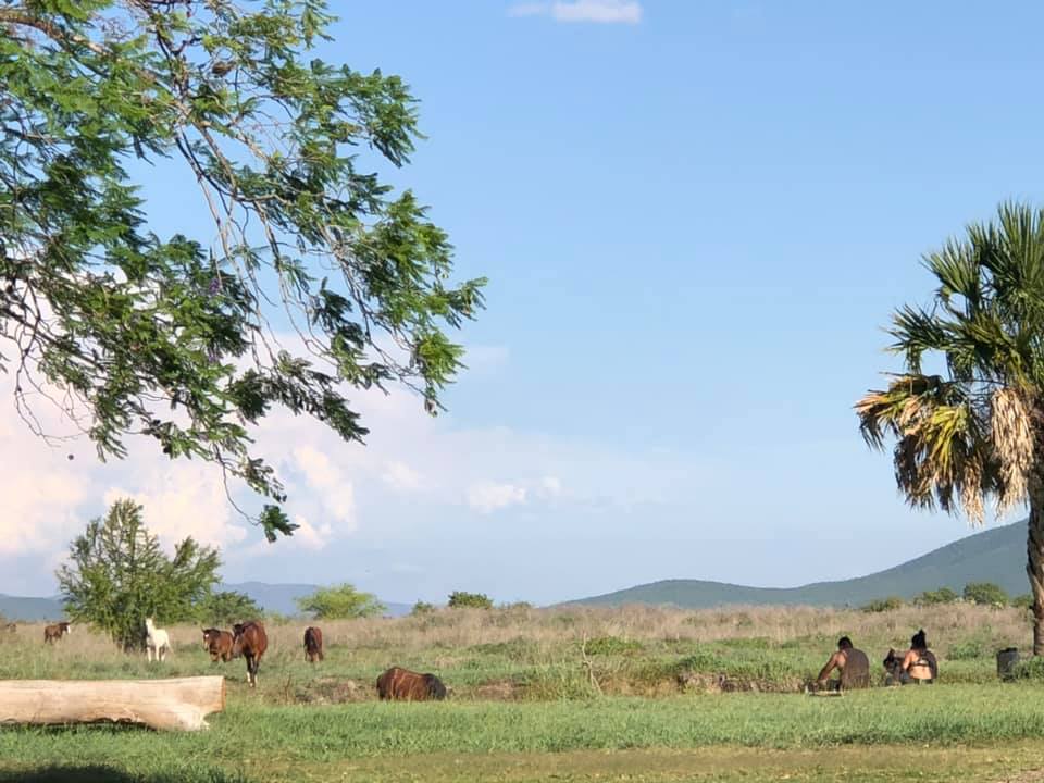 Caballos en el paraje. Foto: FB, Los Anteojitos