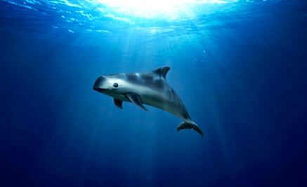 Alerta Sader a Semarnat de un posible embargo internacional