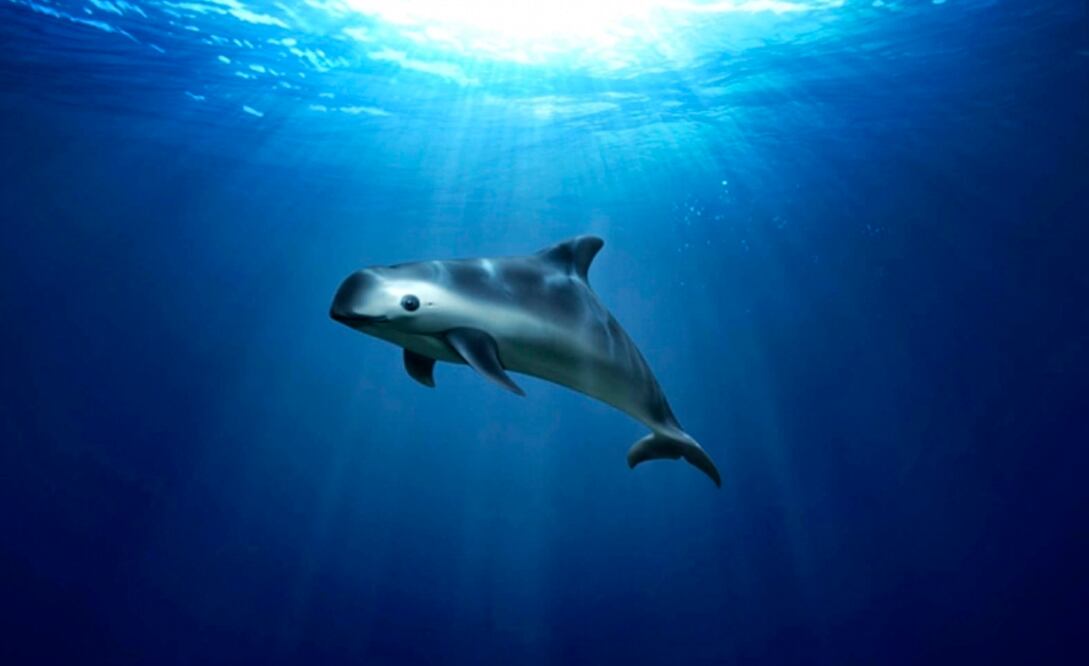 Foto: Archivo El Universal