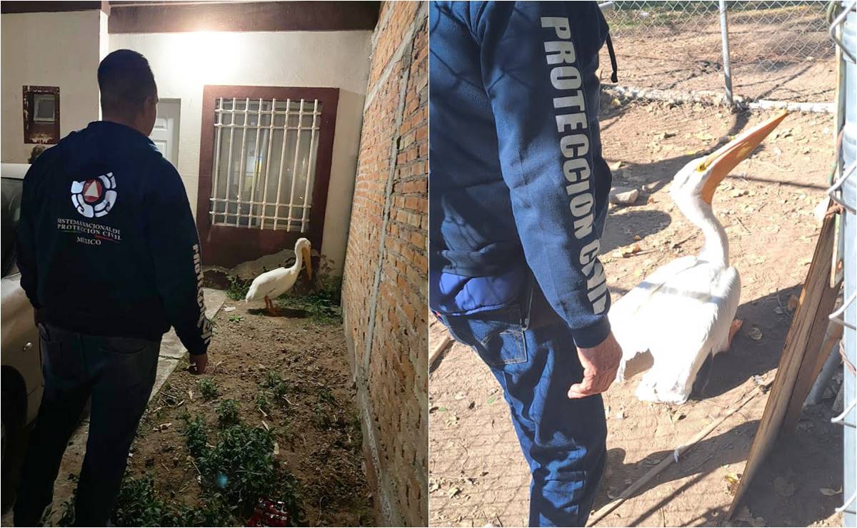 Aseguran a pelícano que aterrizó en un hogar del municipio de Soledad