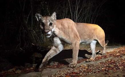 ¡Inédito! Fotógrafo Jorge Castro Urbiola capta a un puma en la Sierra de San Miguelito