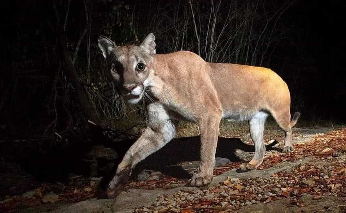 ¡Inédito! Fotógrafo Jorge Castro Urbiola capta a un puma en la Sierra de San Miguelito. Foto: Jorge Castro Urbiola