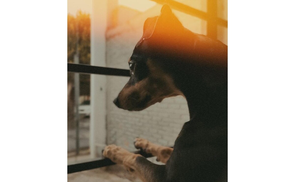 Los perritos también necesitan cuidados especiales durante la temporada de lluvias. Foto: Humberto Torres