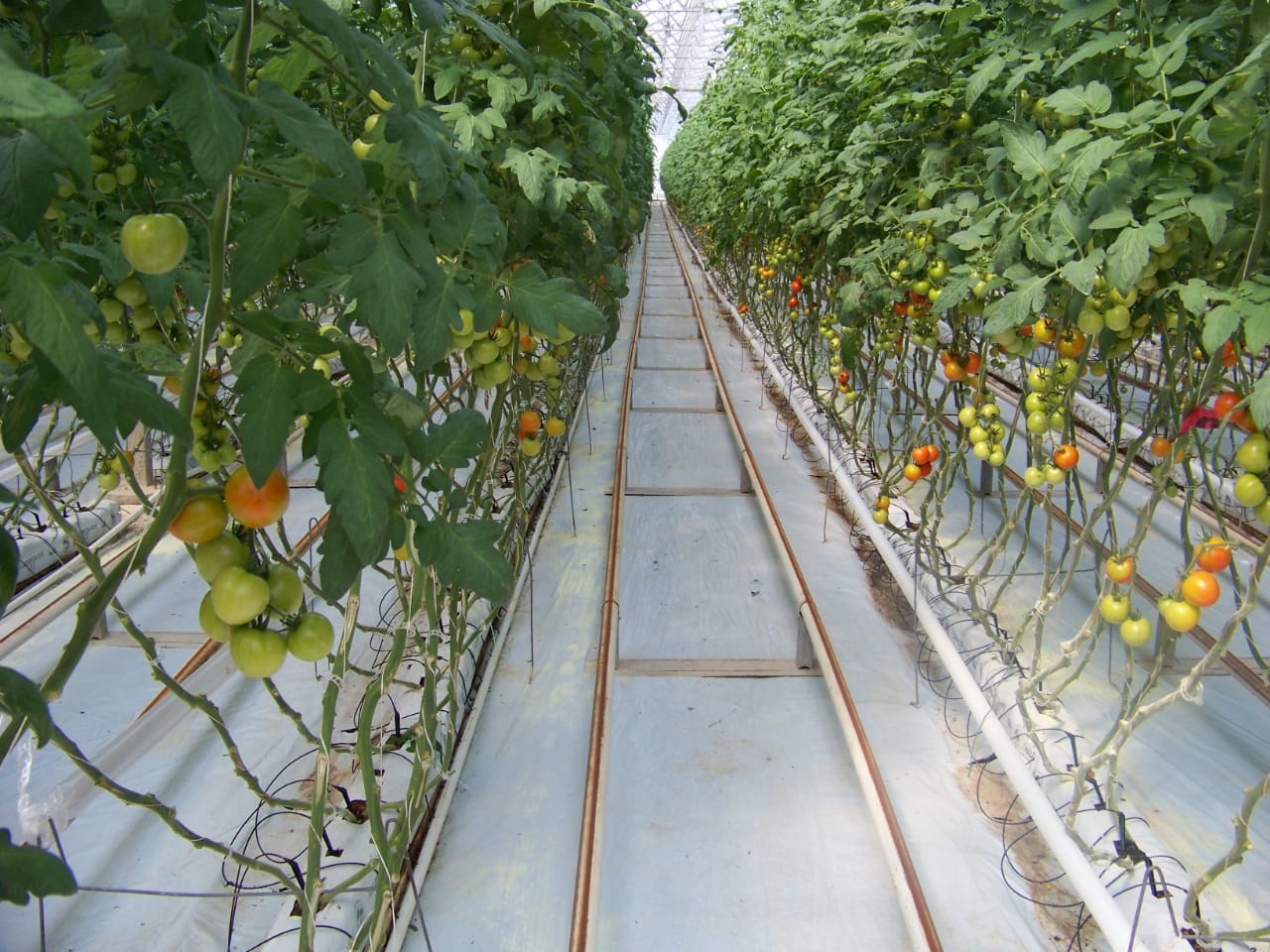 Sector agropecuario potosino es segundo lugar nacional en crecimiento