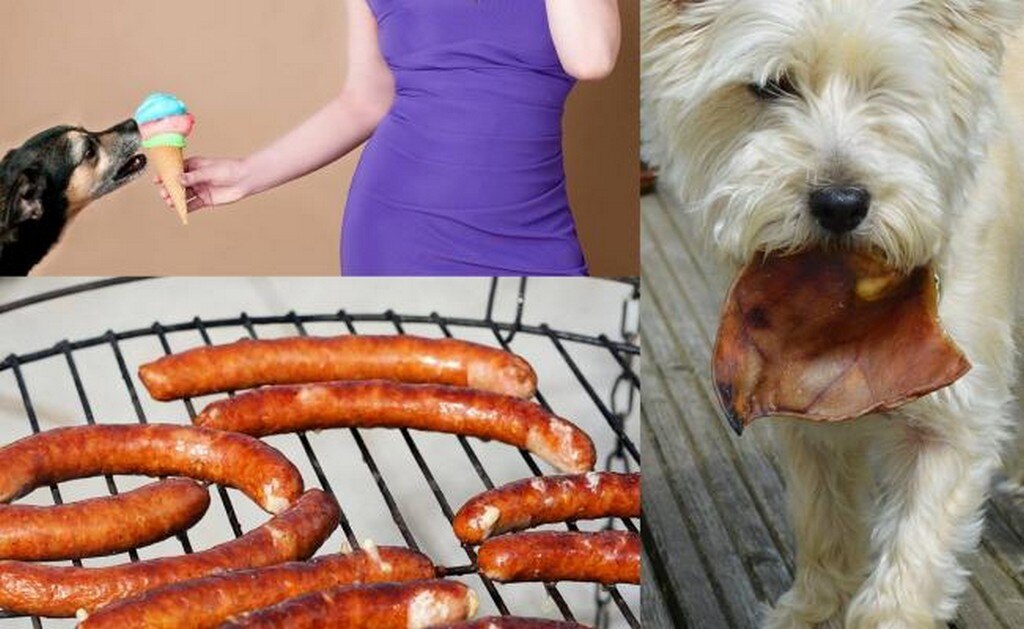  Los alimentos más saludables y más tóxicos para tu perro