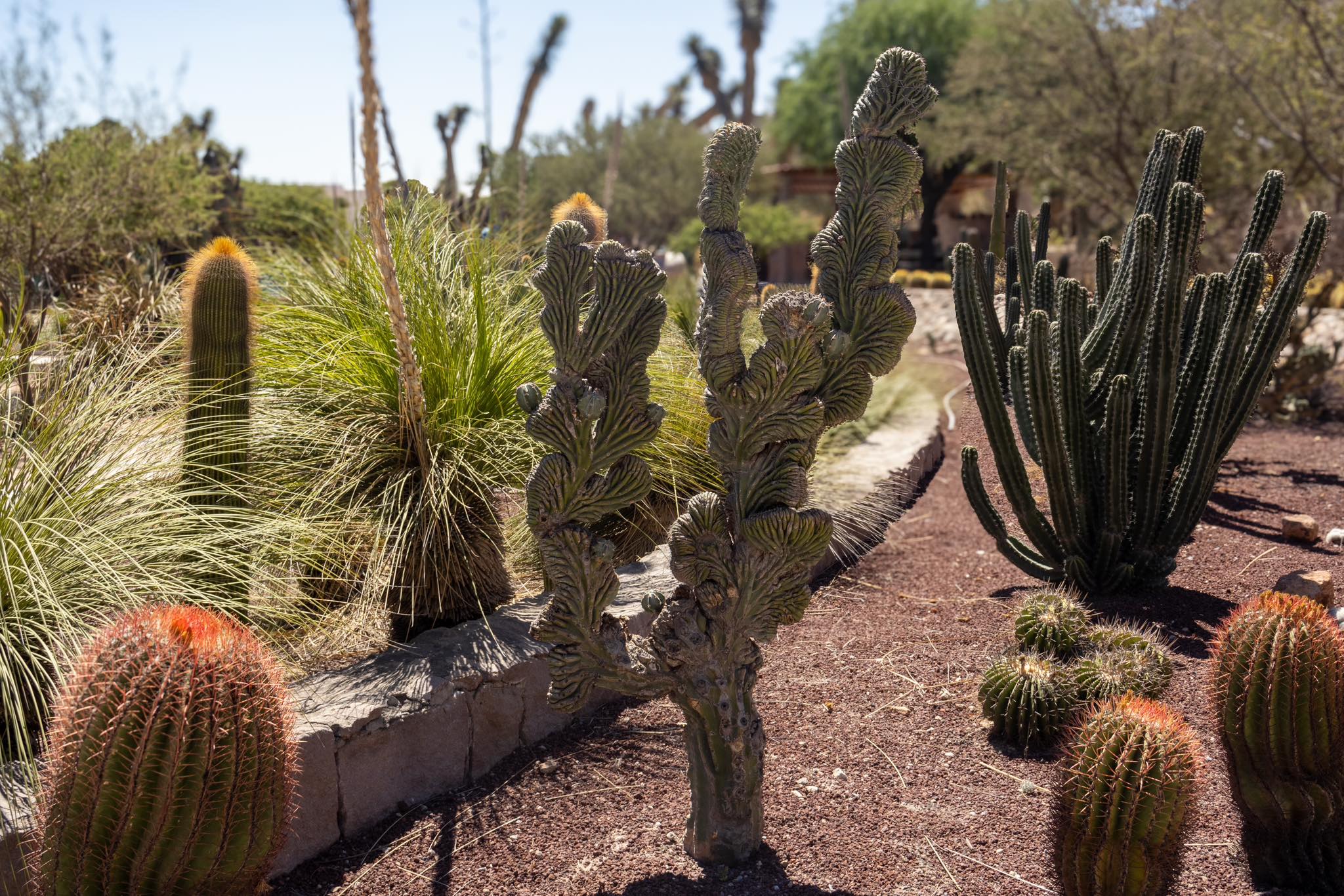 Jardín el Izotal. Foto: Eduardo Peredo