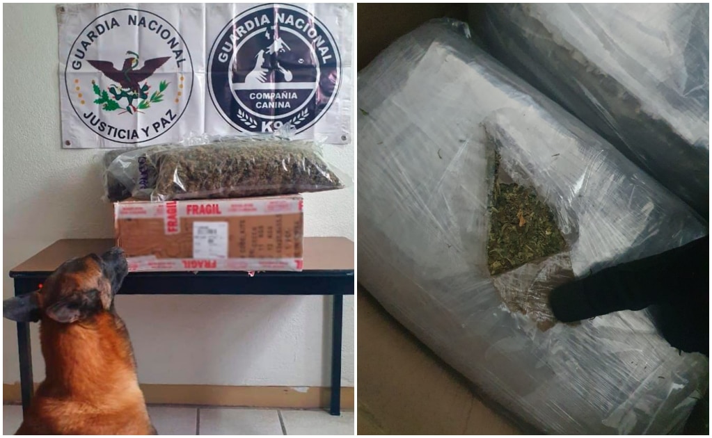 Detectan 9 paquetes con aparente marihuana en Terminal Terrestre Potosina