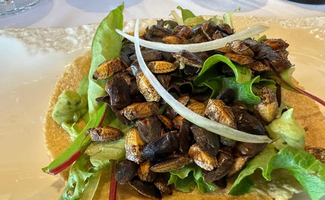 Tacos de insectos en el viñedo Pozo de Luna en Soledad, SLP. Fotos: Especiales