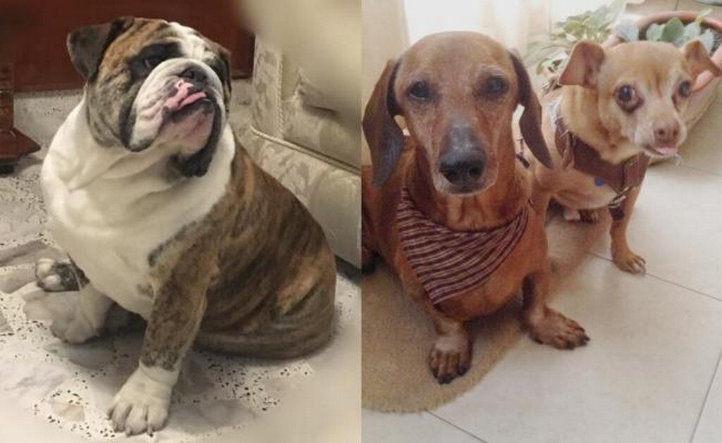 ¿Cuál es el nombre más popular entre los perros de México?