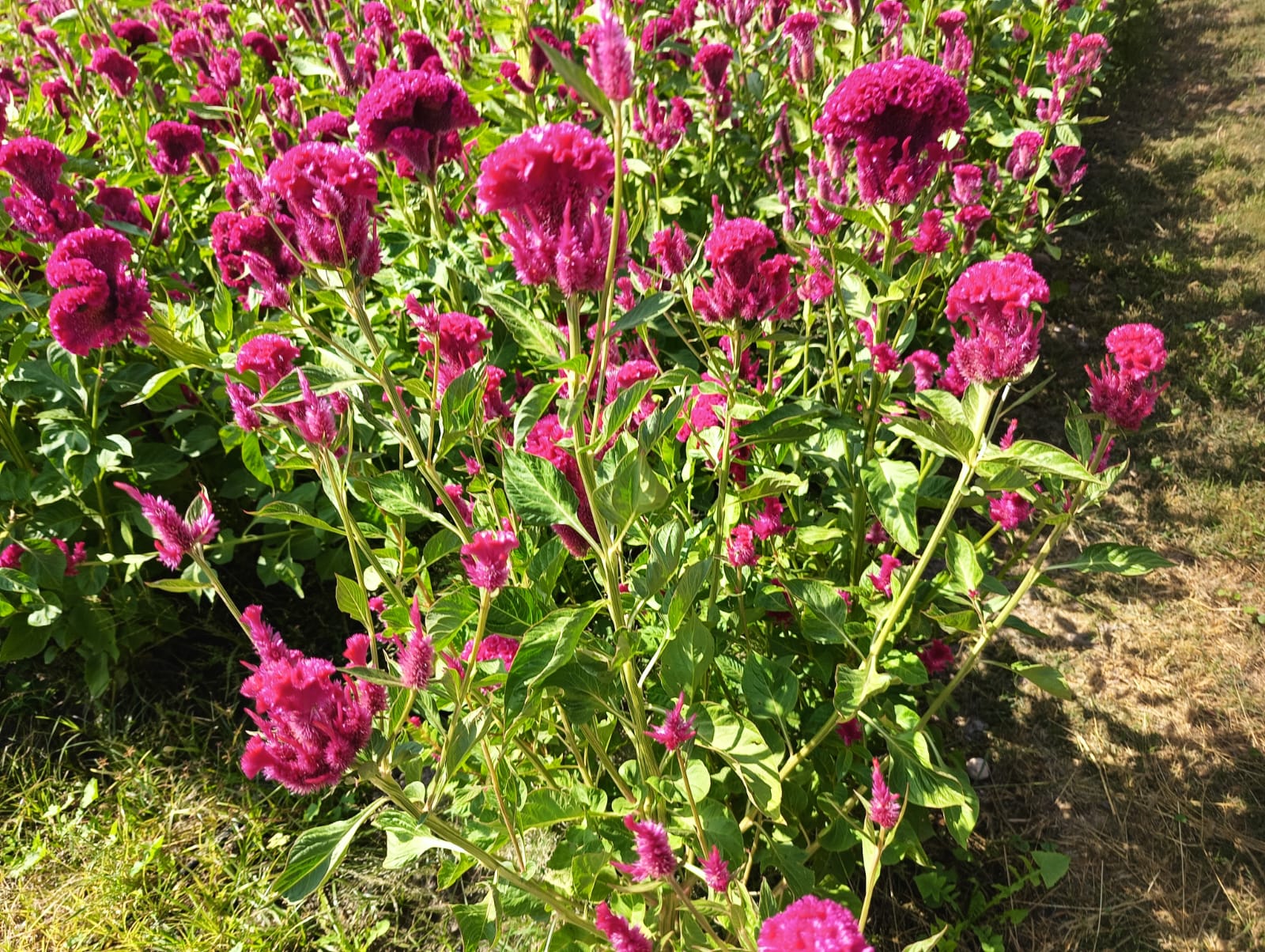 Foto: Jazmín Ramírez García