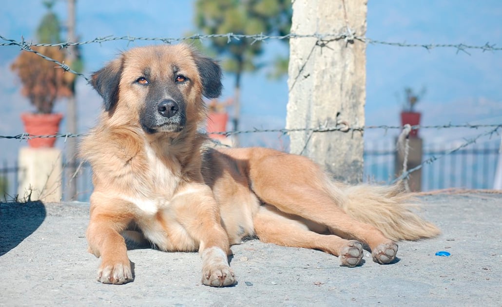 SLP alcanzó 23 años sin casos de rabia transmitida de perro a humano