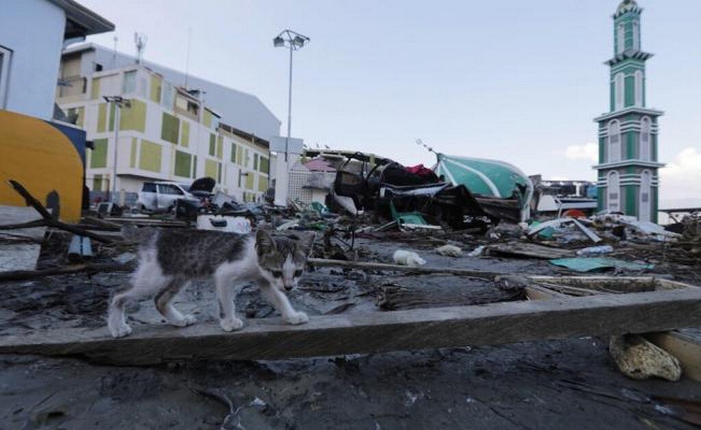Un gato camina entre los escombros de una mezquita tras el terremoto y posterior tsunami en Palu (Indonesia) (Foto: EFE)