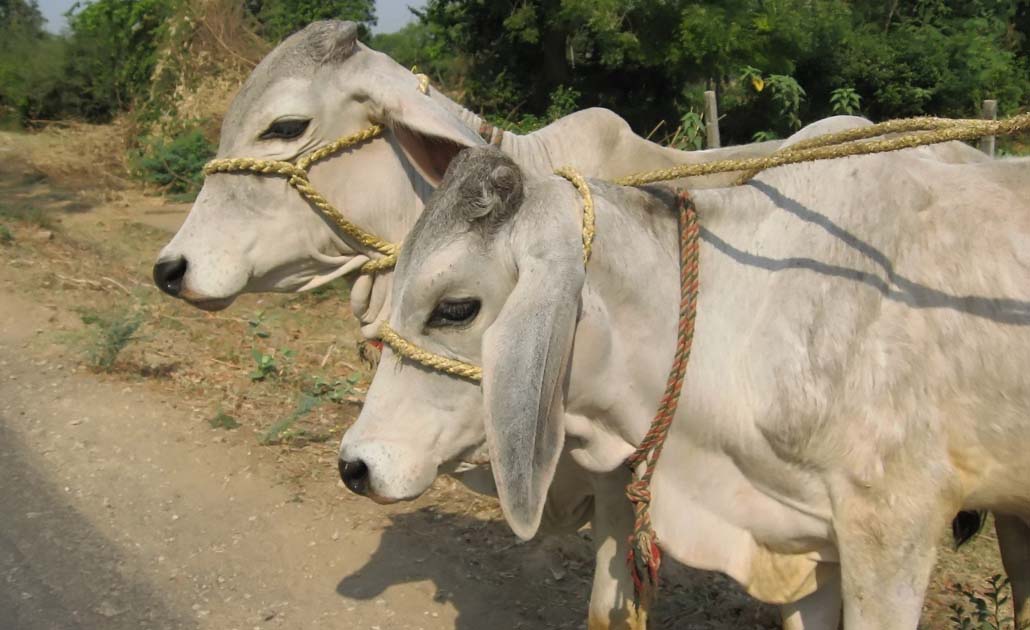 Aseguran dos becerros abandonados en Ébano
