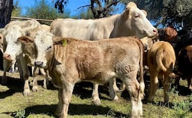 Exige gobierno de SLP a ganaderos ser más responsables con las compras de animales ante caso de gusano barrenador