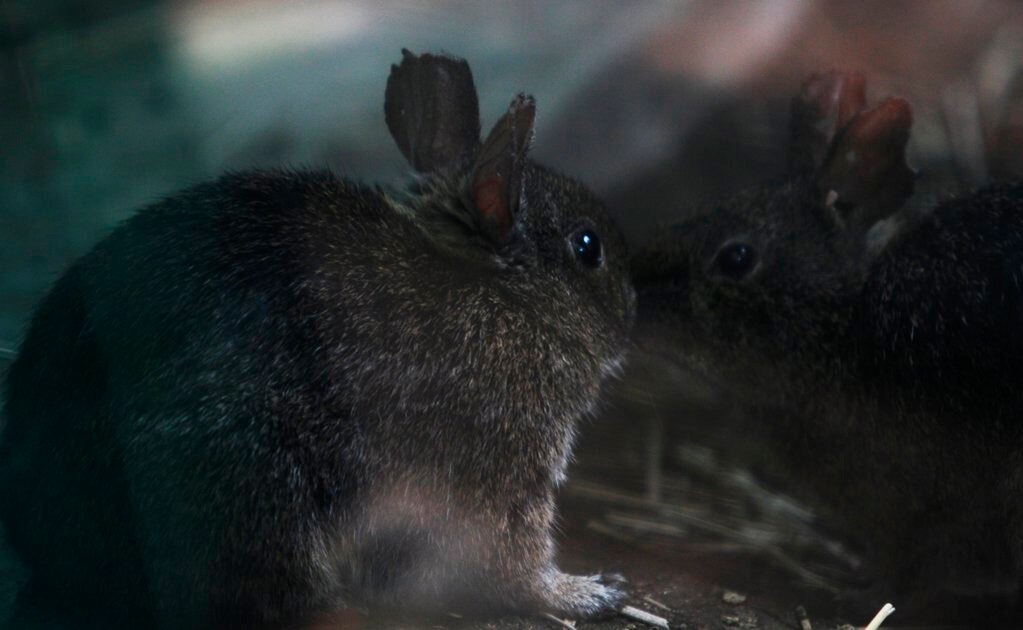 Foto: Archivo El Universal