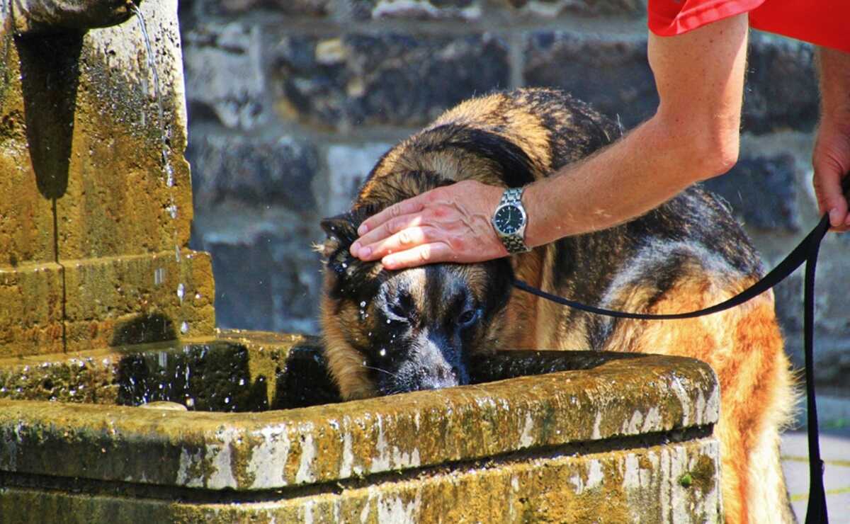 ¿Sabías que tu lomito también puede sufrir un golpe de calor? Cuídalo así de las altas temperaturas. Foto: Pixabay