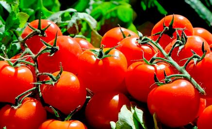 Buscan desarrollar semilla genética contra “cáncer de tomate”
