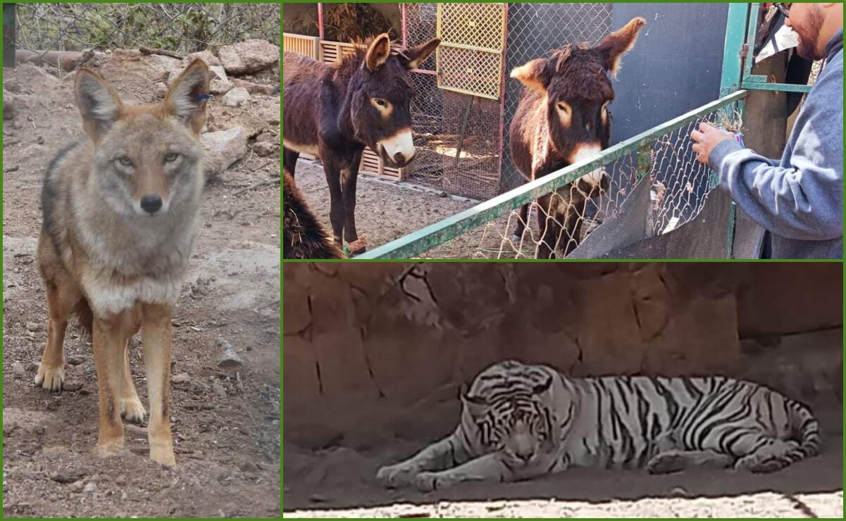 Desde SLP, buscan que zoológicos del país sean declarados Patrimonio Cultural Intangible 