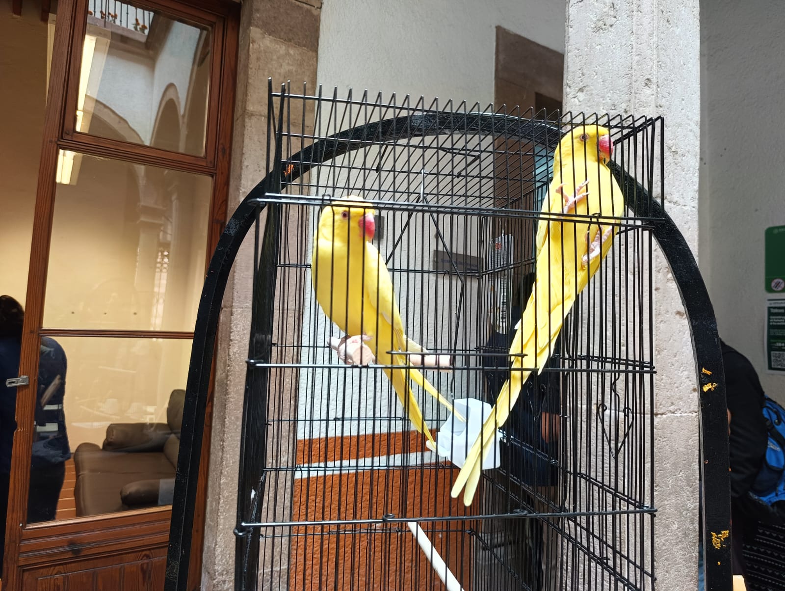 ¡Canto, postura y color! Llega el campeonato y exposición de aves a SLP