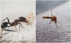 Lluvias despiertan a los visitantes más inesperados; estos son los insectos que aparecen en SLP