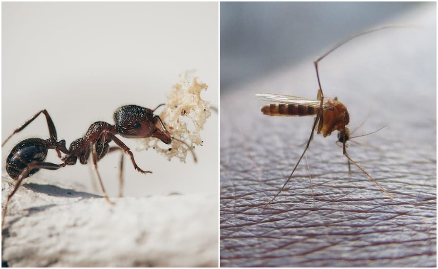 Lluvias despiertan a los visitantes más inesperados; estos son los insectos que aparecen en SLP