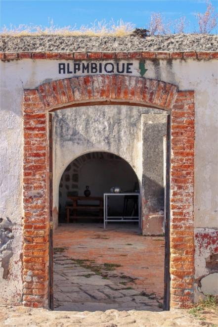 Para todo mal, sigue paso a paso la Ruta del Mezcal en SLP