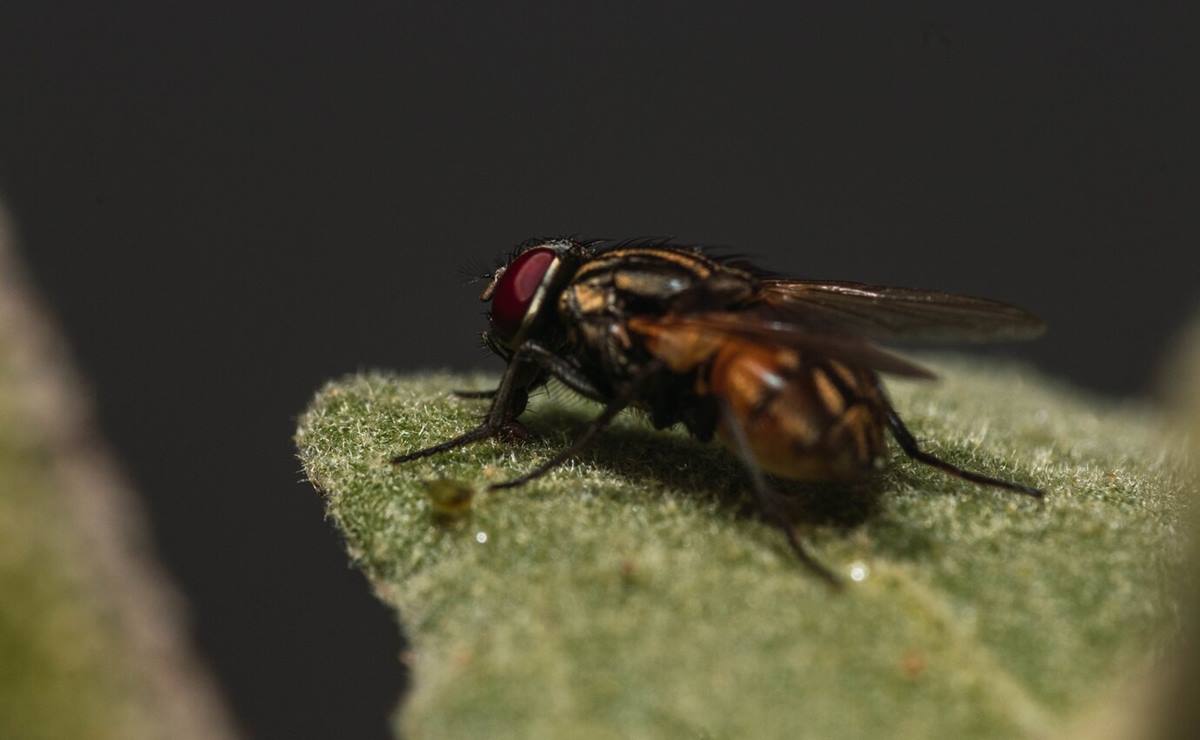¡Moscas invaden SLP! Emiten recomendaciones para acabar con plaga
