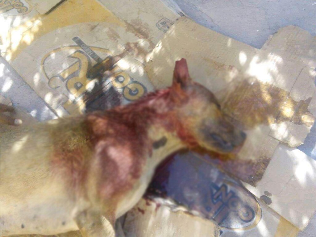 Indigna maltrato animal en Charcas