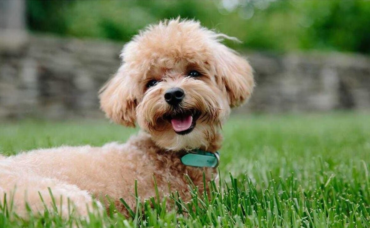 “Adopta un amigo”: buscan dar hogar a decenas de mascotas en el parque Tangamanga de SLP 