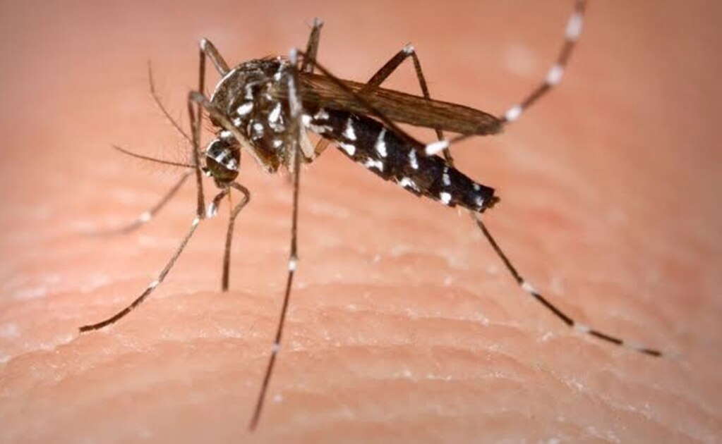 SLP registra más de mil 200 casos de dengue