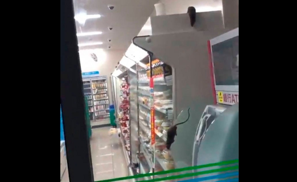 (VIDEO) Ratas caminan sobre la comida en tienda de Tokio