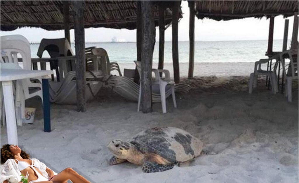 Tortuga marina anida en malecón de Progreso, Yucatán