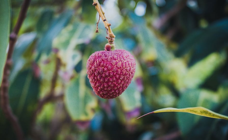 Temporada de lichis en SLP: ¿Por qué esta fruta exótica es considerada afrodisíaca?