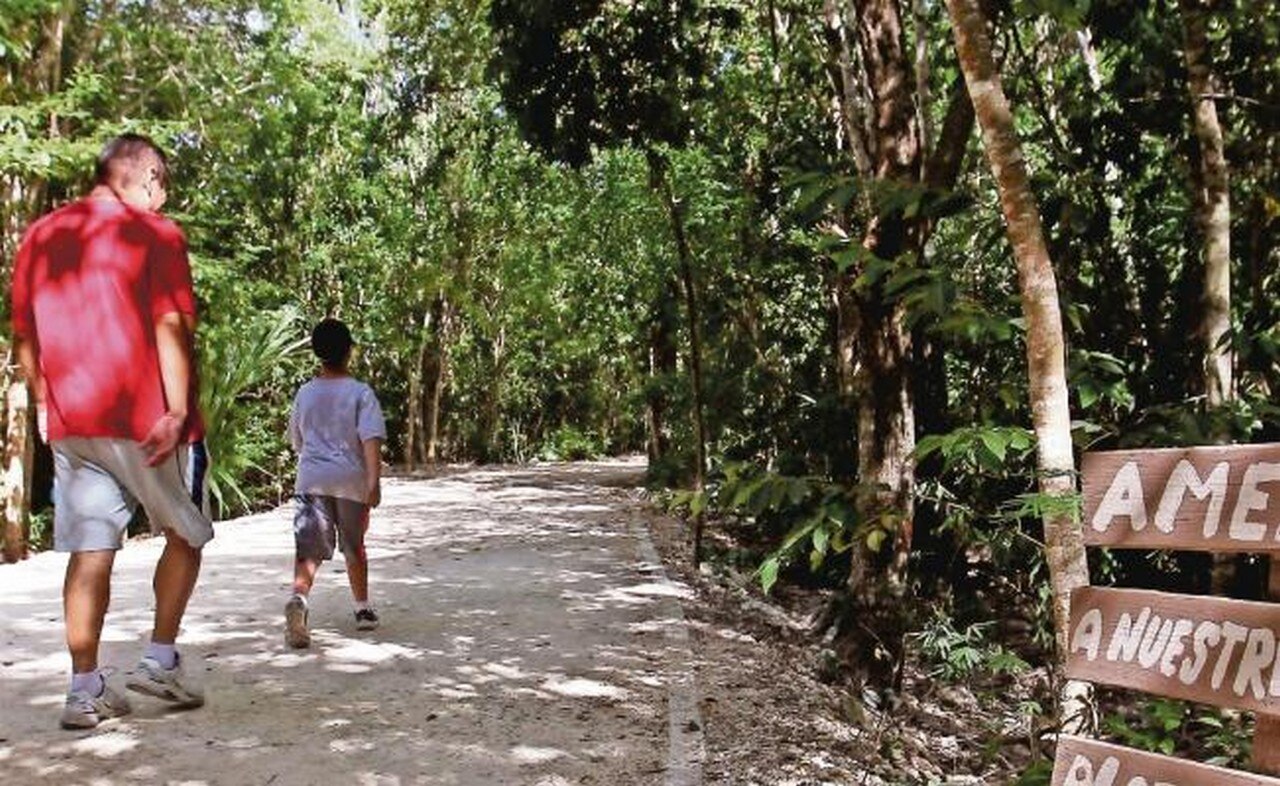 Académicos, investigadores y activistas consideran que es indispensable que el nuevo gobierno, del presidente Andrés Manuel López Obrador, cumpla con las leyes ambientales vigentes. ARCHIVO EL UNIVERSAL