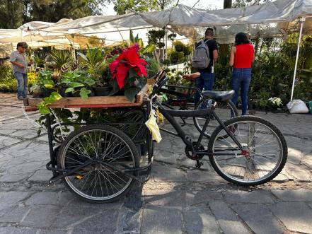 ¡Ya huele a Navidad! Desde Puebla, llega la Nochebuena a San Luis Potosí